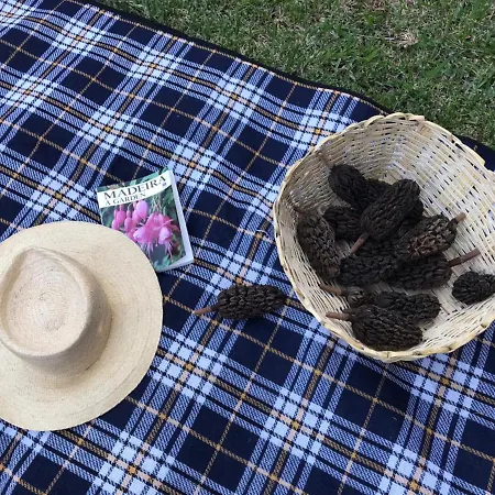 Palheirinho Da Camelia