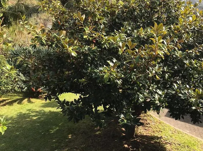 Palheirinho Da Camelia São Vicente