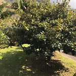 Palheirinho Da Camélia São Vicente