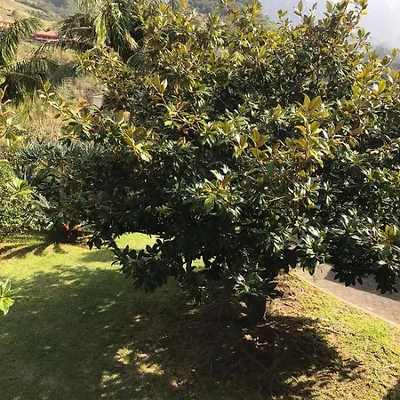 Palheirinhos Da Camelia Sao Vicente (Madeira)
