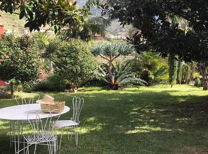 Palheirinho Da Camelia *