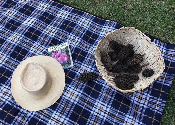 Palheirinho Da Camelia